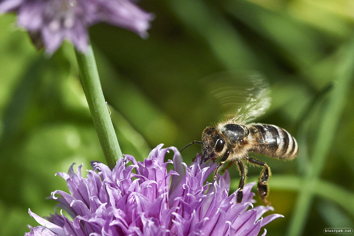 Bee shortly before it flew off