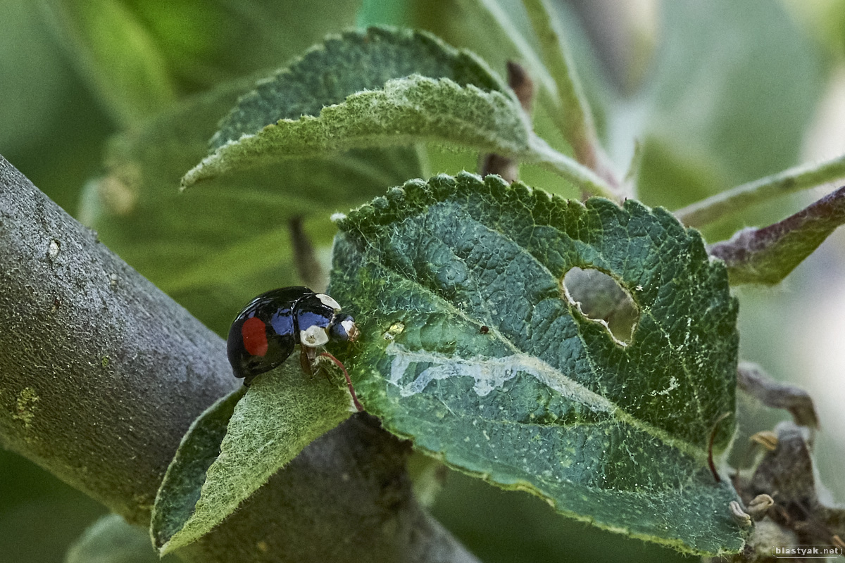 Ever seen a black ladybug?