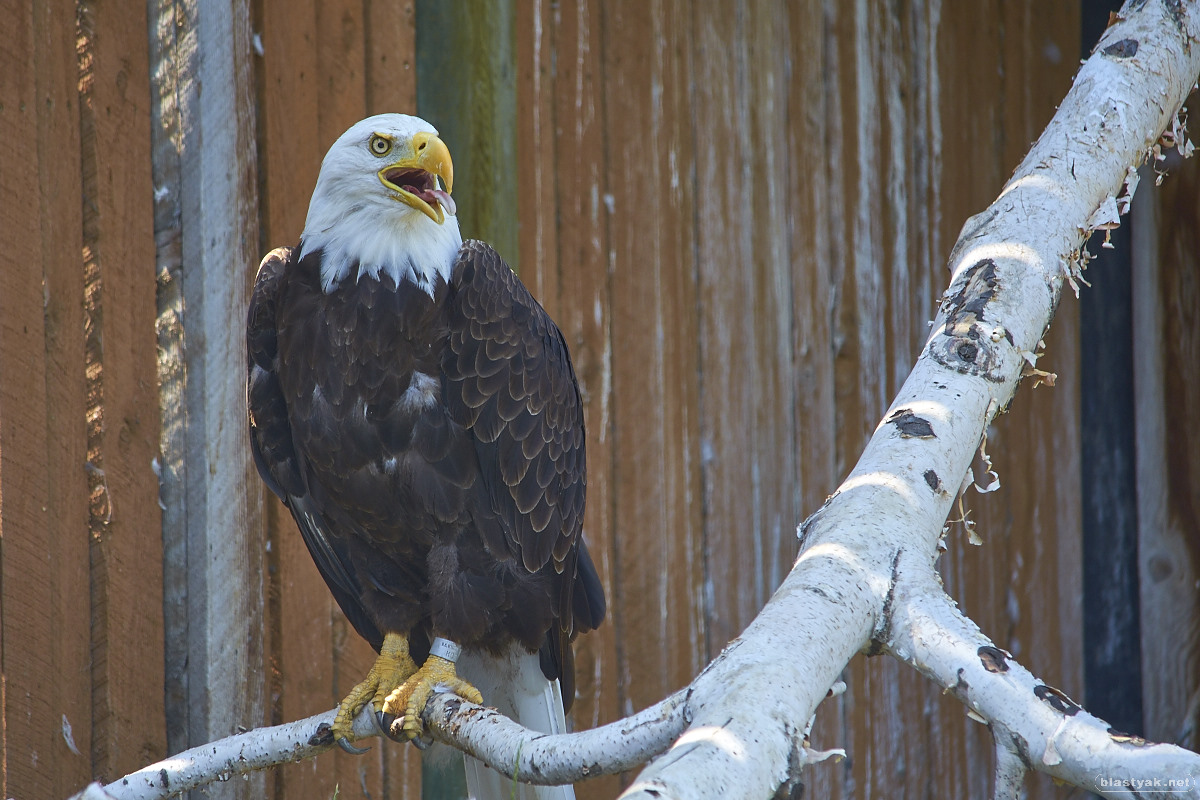 Bald eagle