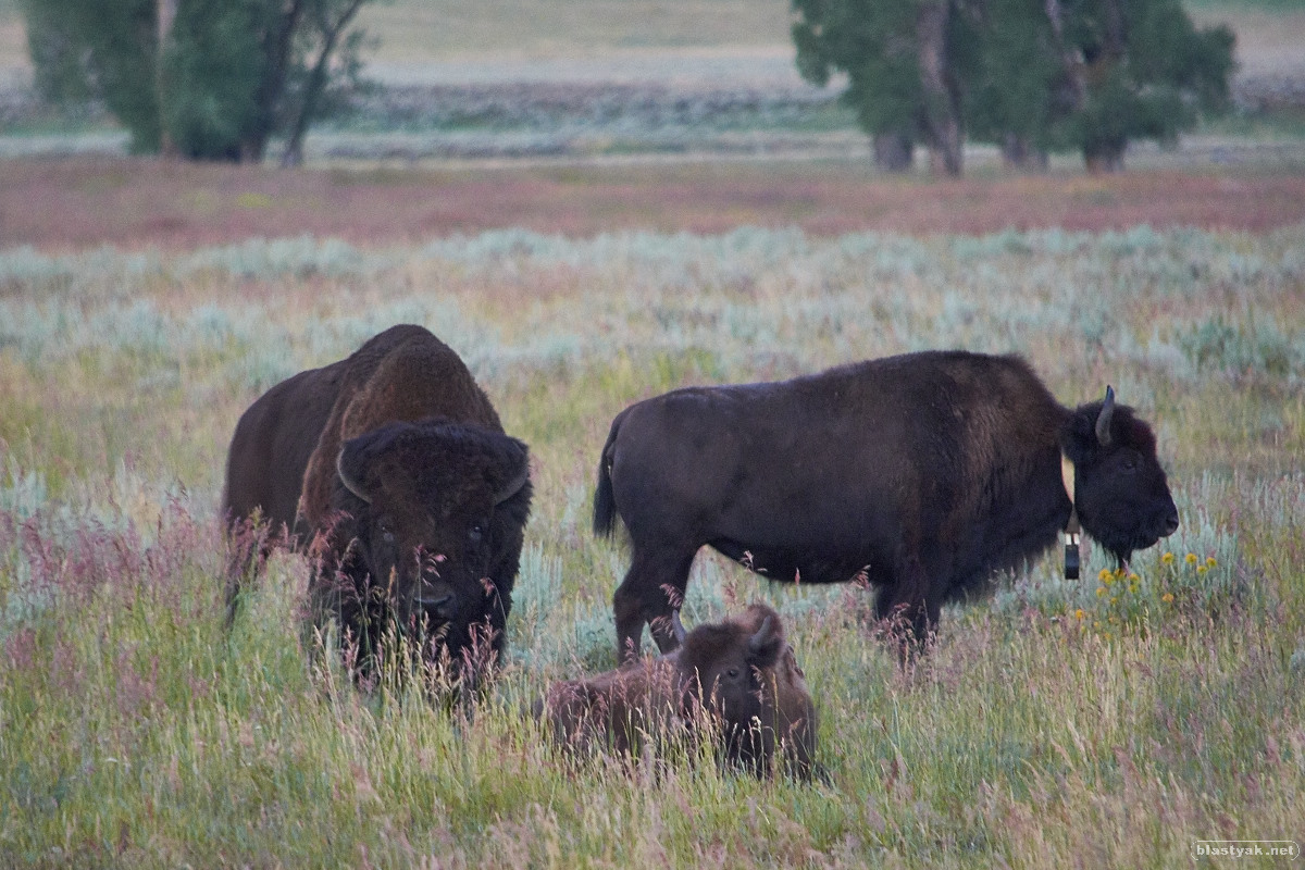 Got up at 4. They said come early to see the animals at dawn ... and we did!