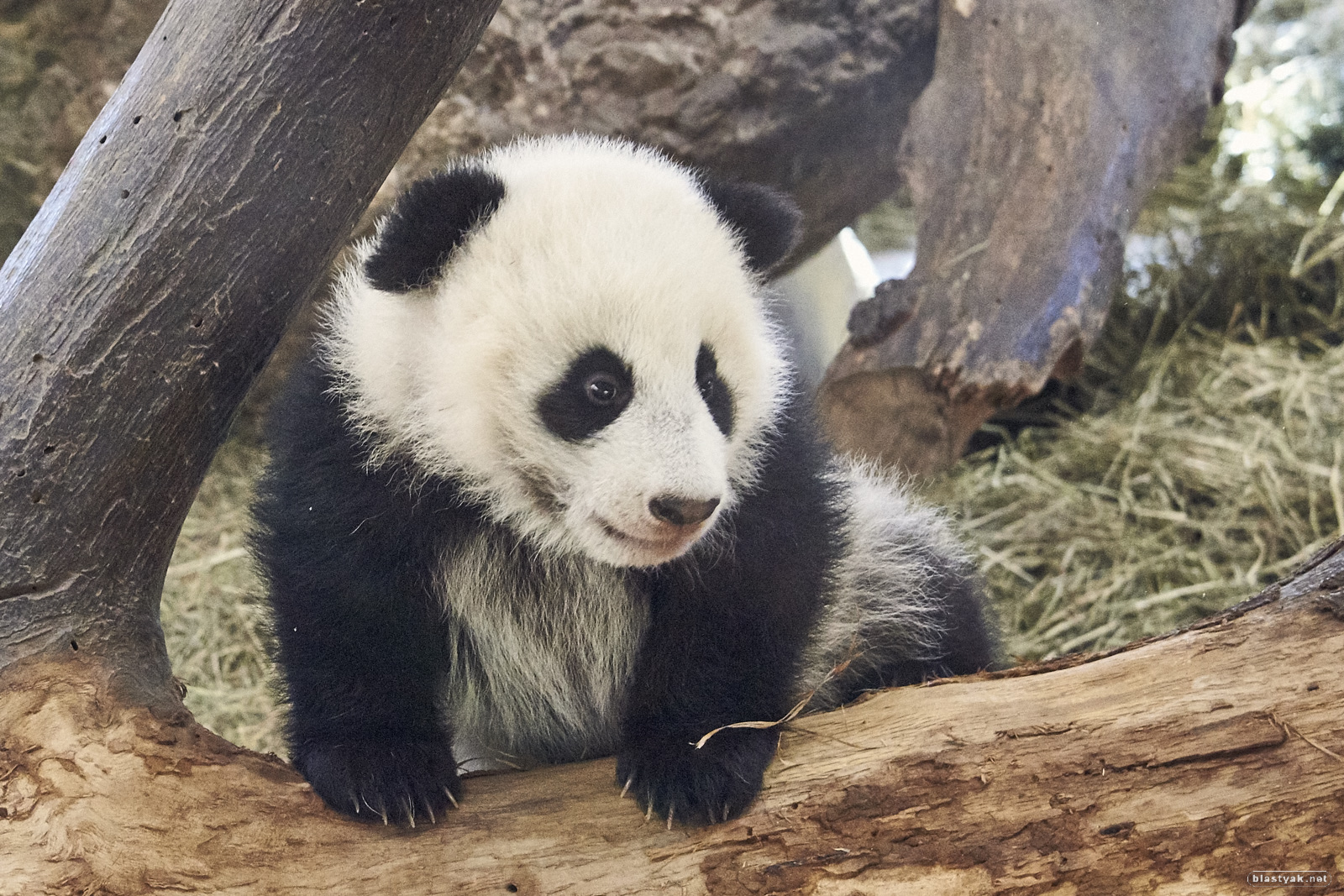 Young panda at Schönbrunn zoo