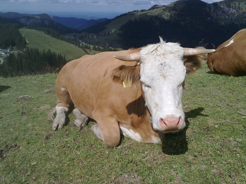 Tierische Begegnung